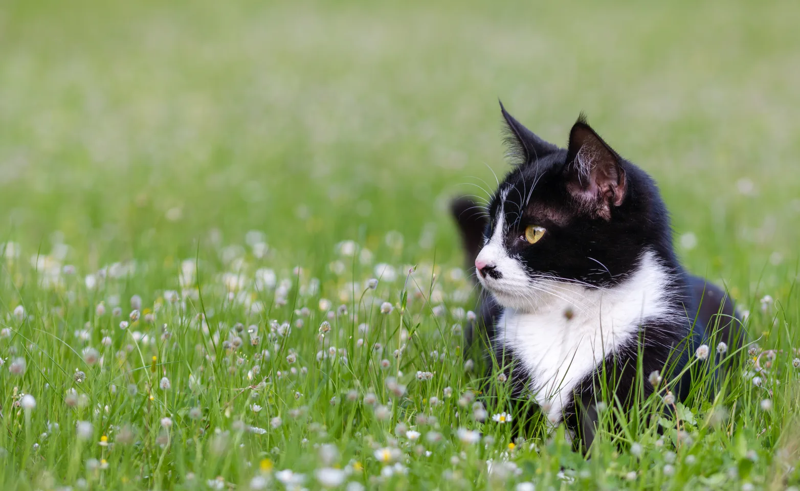 black and white cat sitting in a field